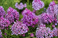 2 Dark Purple Crape Myrtle Live Plants – Rooted Bare Root Starter Plants