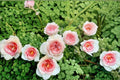 Flow Rose Own Root Live Plant – Apricot Pink Japanese Rose