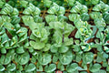 Apple Mint 10 Cuttings – Mentha suaveolens Herbaceous Perennial