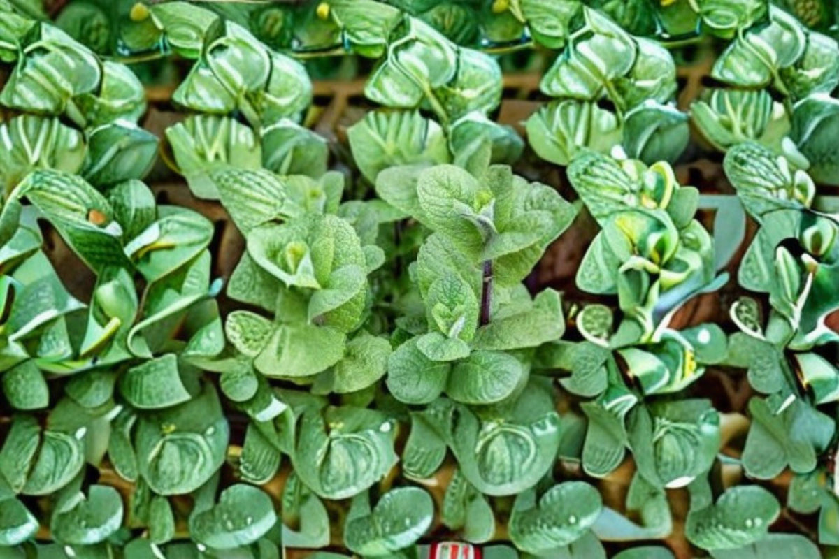 Apple Mint 10 Cuttings – Mentha suaveolens Herbaceous Perennial