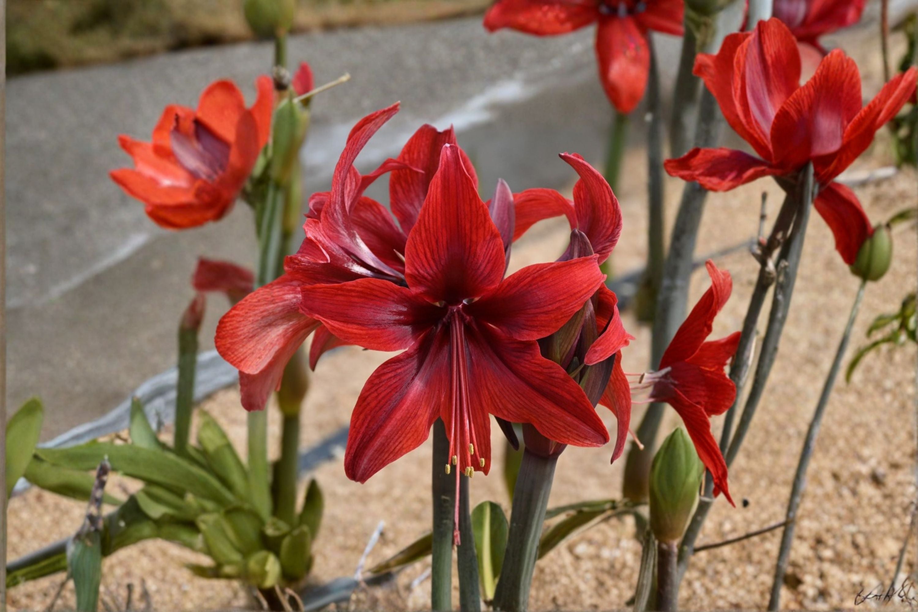 Red Amaryllis Bulbs – Hippeastrum Lily Live Bulbs for Indoor & Outdoor Gardening