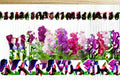Stock Flower 1 Plant – Matthiola incana | Fragrant Cool-Season Flowering Plant