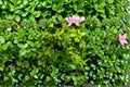 Highlander Boxwood Plant – Buxus sempervirens ‘Highlander’ Evergreen Shrub
