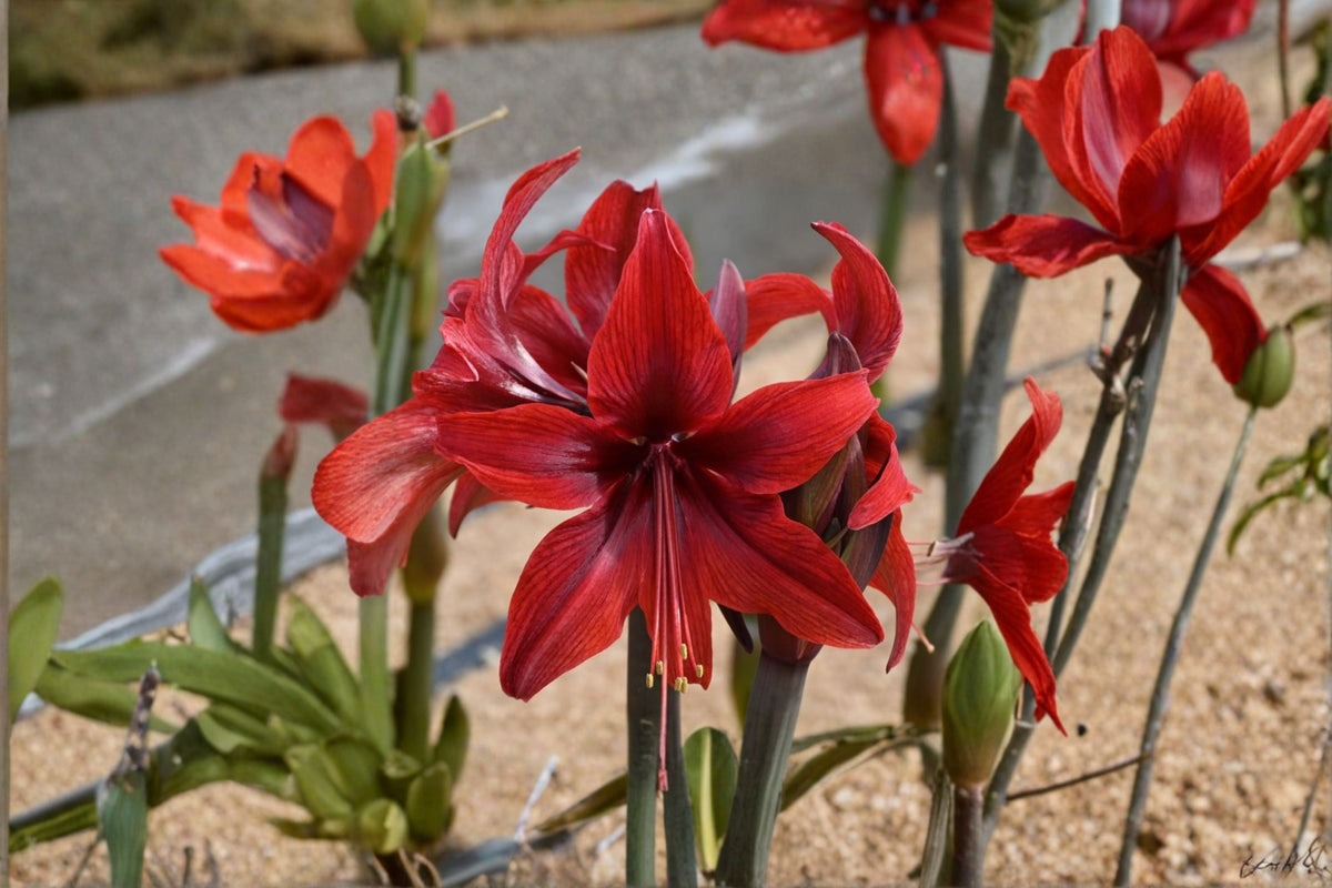 Red Amaryllis Bulbs – Hippeastrum Lily Live Bulbs for Indoor & Outdoor Gardening
