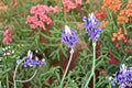 Fernleaf Lavender 1 Plant – Lavandula pinnata | Ornamental & Fragrant Lavender