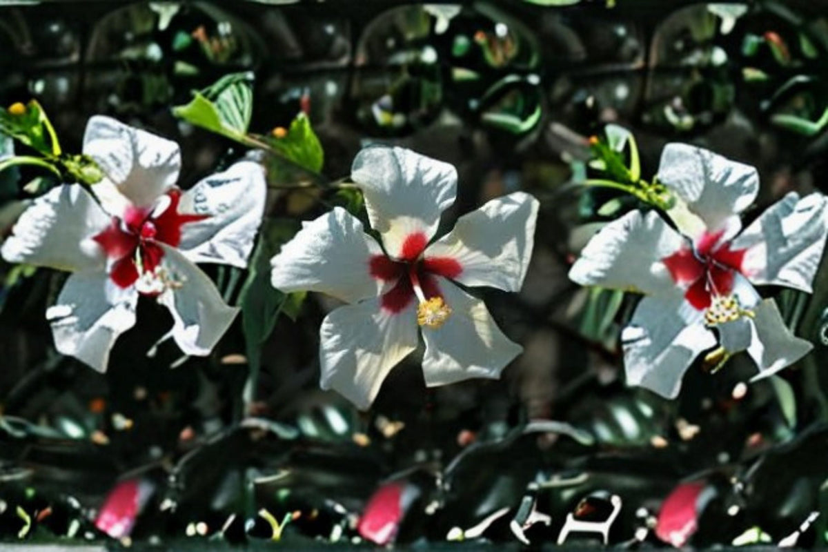 White Wing Hibiscus Plant – Hibiscus rosa-sinensis ‘White Wings’ | Tropical Evergreen Shrub