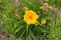 Yellow Daylily Live Plant – Bare Root Hardy Perennial Flower