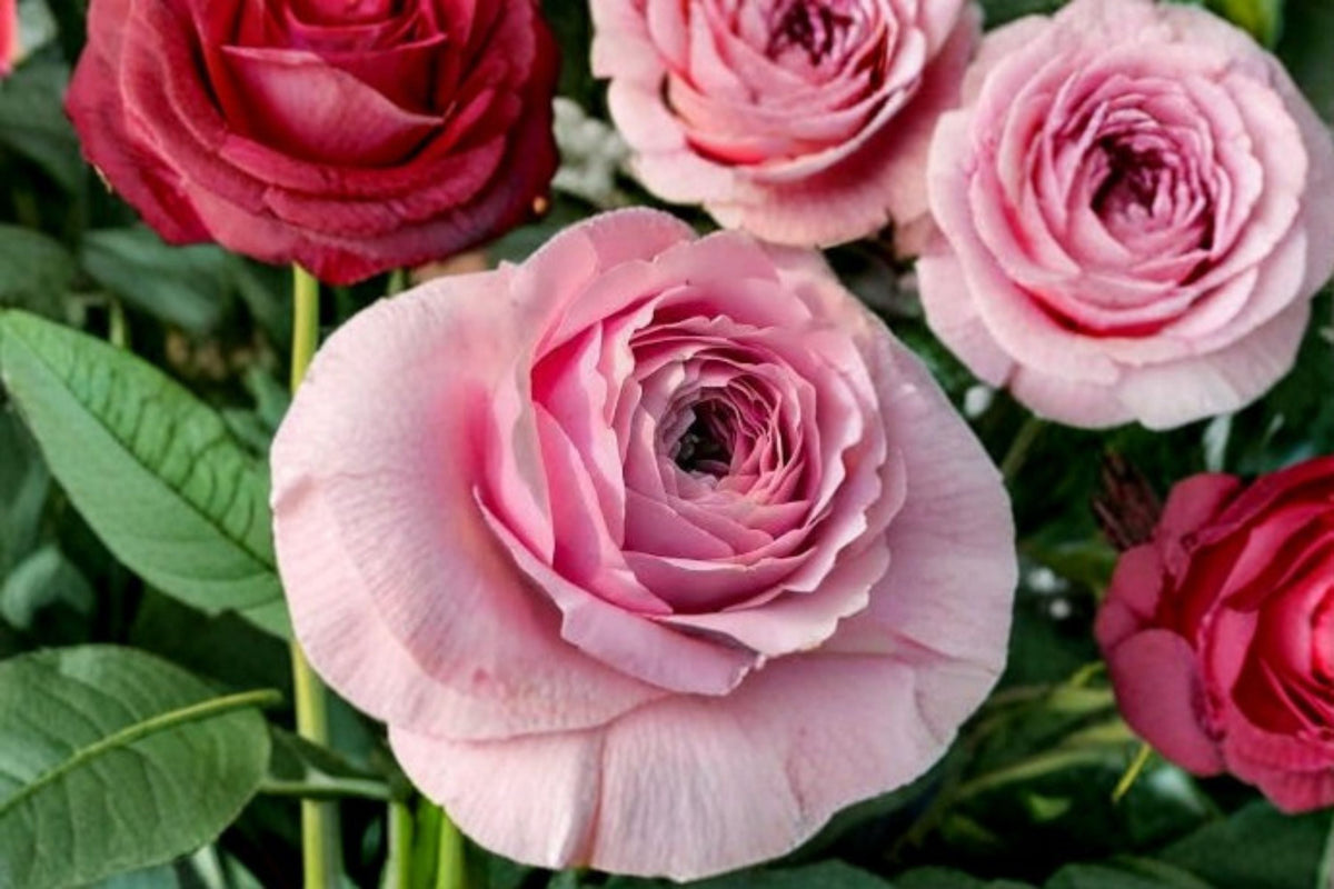 Peony Kiss Rose Plant – Ornamental Pink Flowering Shrub Rosa sp.