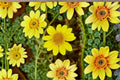 Goldfields Seeds Lasthenia glabrata Yellow Wildflower Native Annual Meadow Garden Flower 100 Seeds