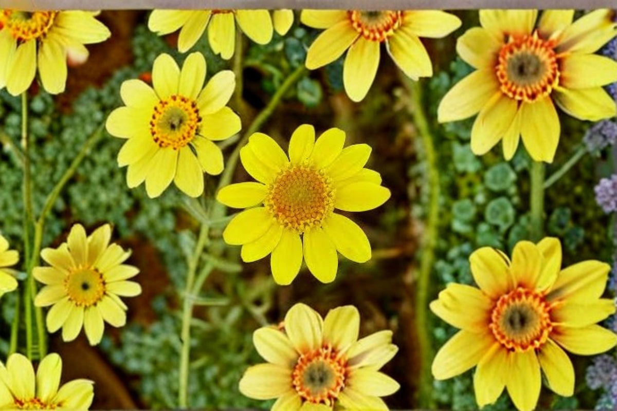 Goldfields Seeds Lasthenia glabrata Yellow Wildflower Native Annual Meadow Garden Flower 100 Seeds