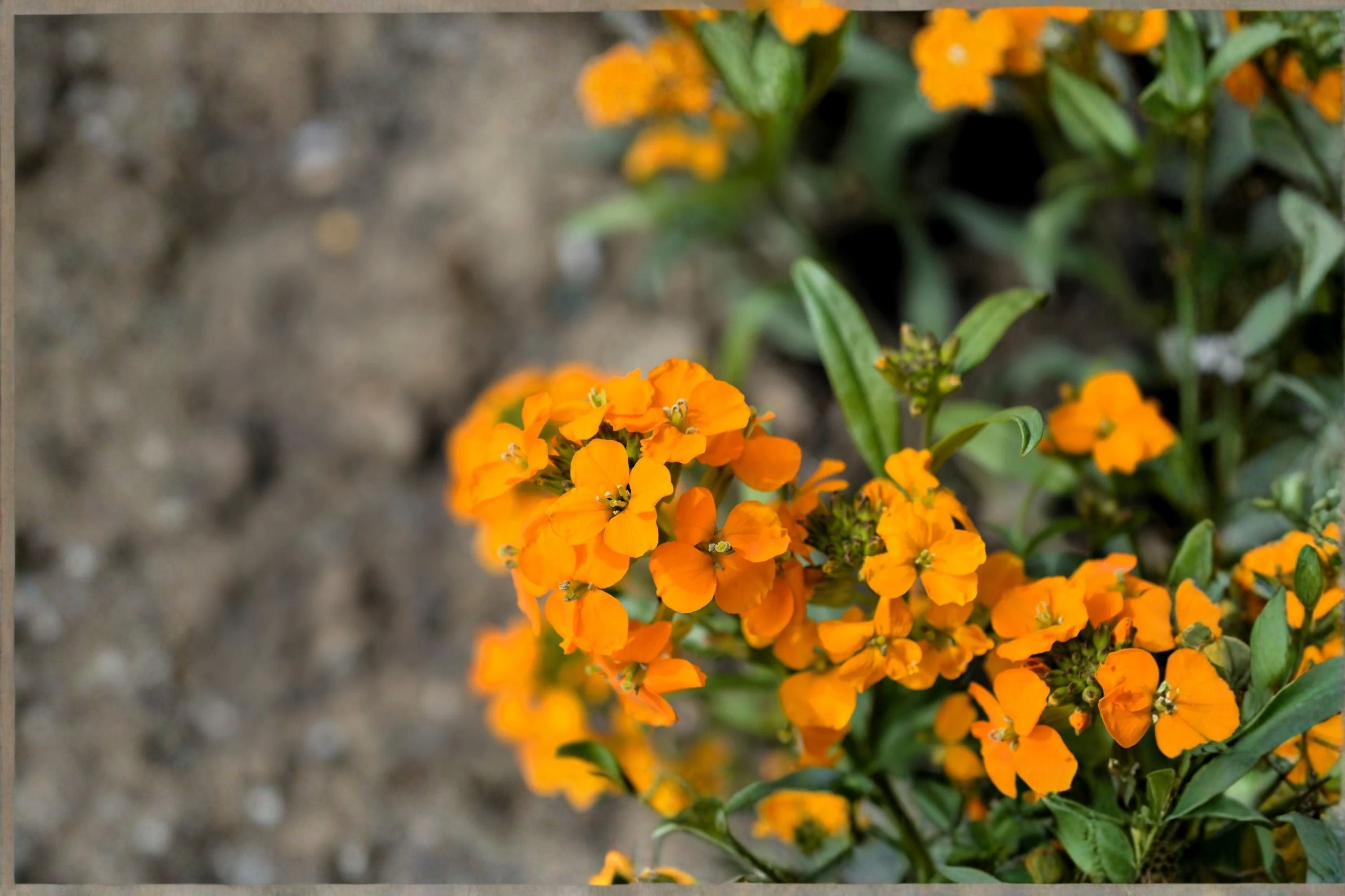 Wormseed Wallflower Plant – Erysimum cheiranthoides | Flowering Perennial for Borders & Containers