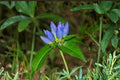 Bottle Gentian Seeds - Gentiana andrewsii Blue Perennial Wildflower Seeds for Native Gardens, 100 Seeds