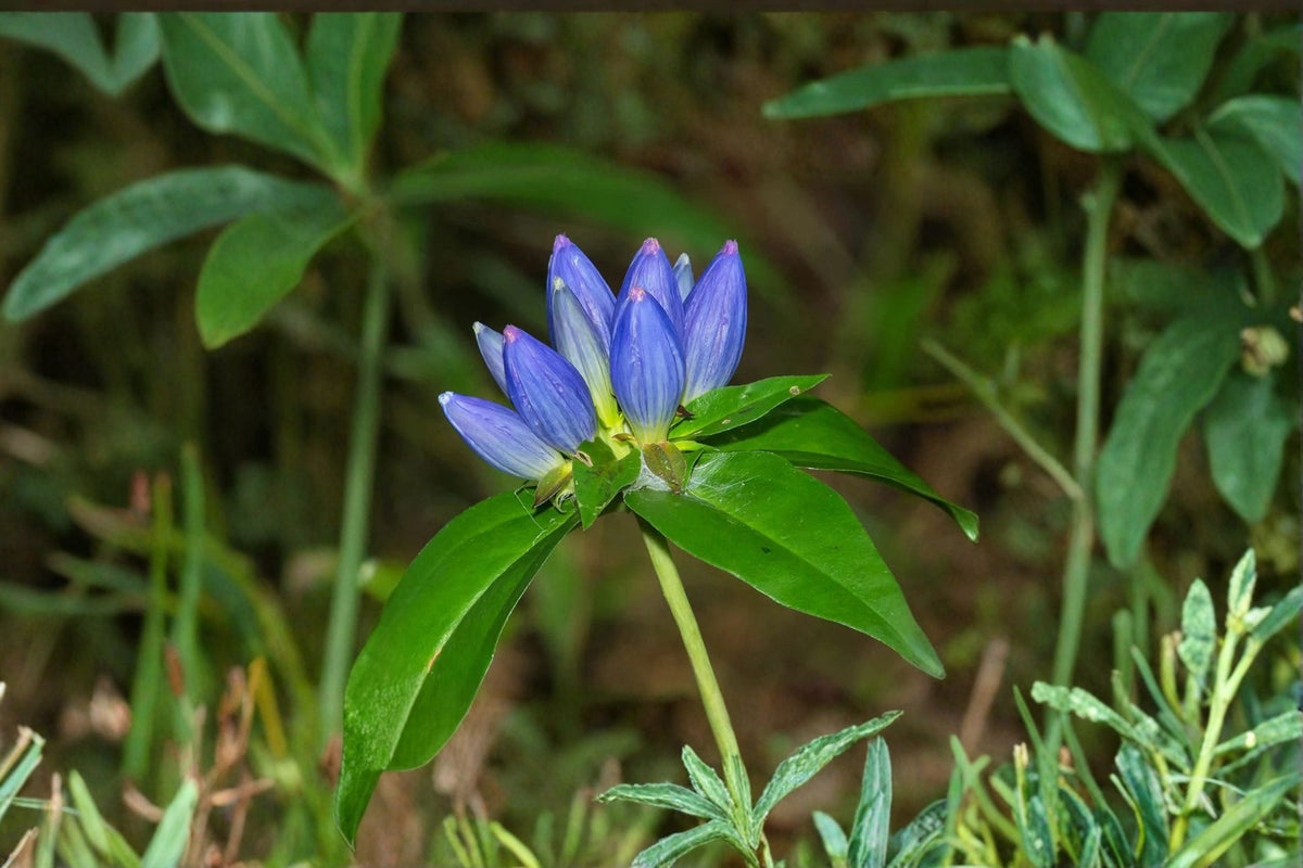 Bottle Gentian Seeds - Gentiana andrewsii Blue Perennial Wildflower Seeds for Native Gardens, 100 Seeds