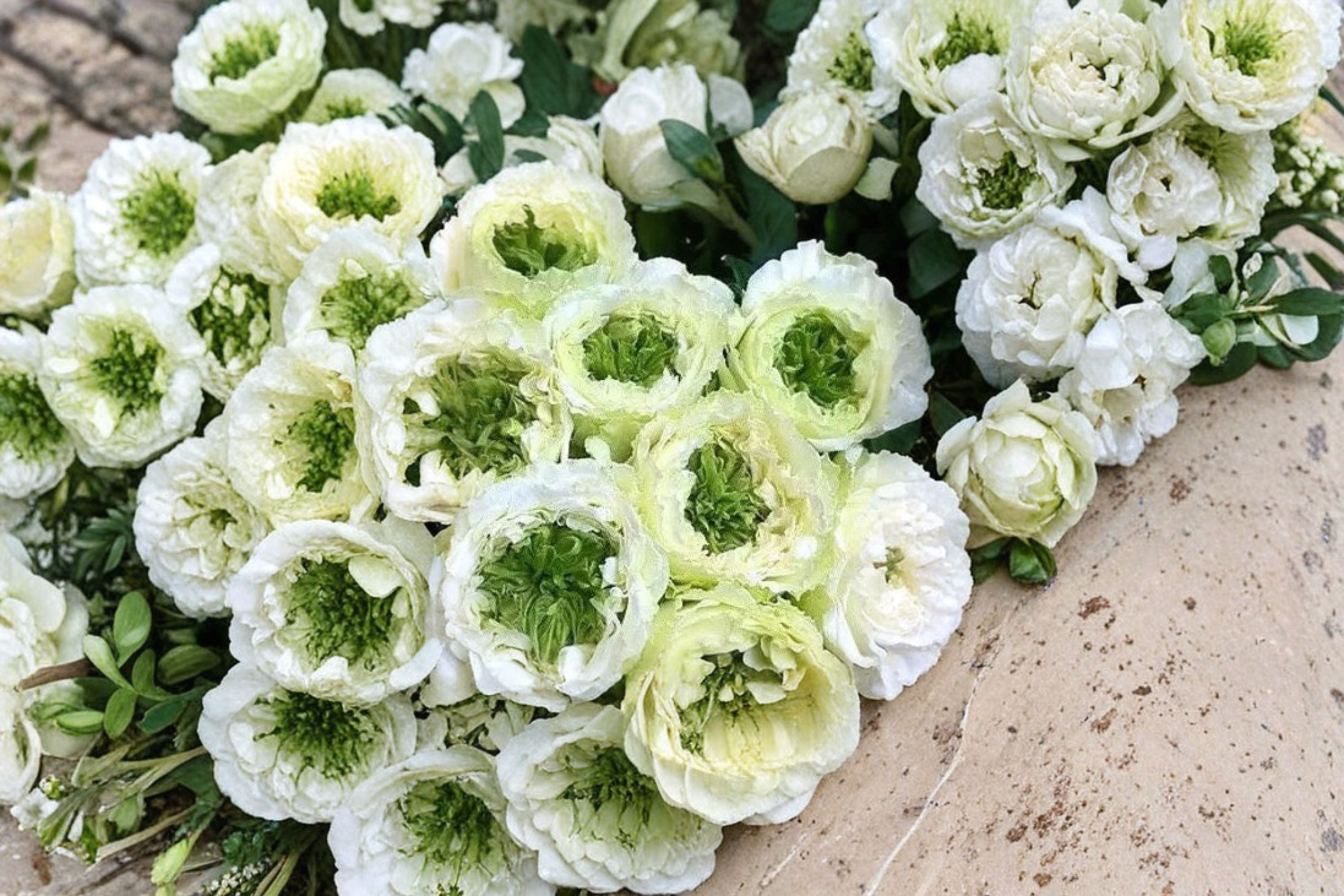 Green Heart Rose Live Plant – White Green Center Cut Rose, Potted Shrub Rose