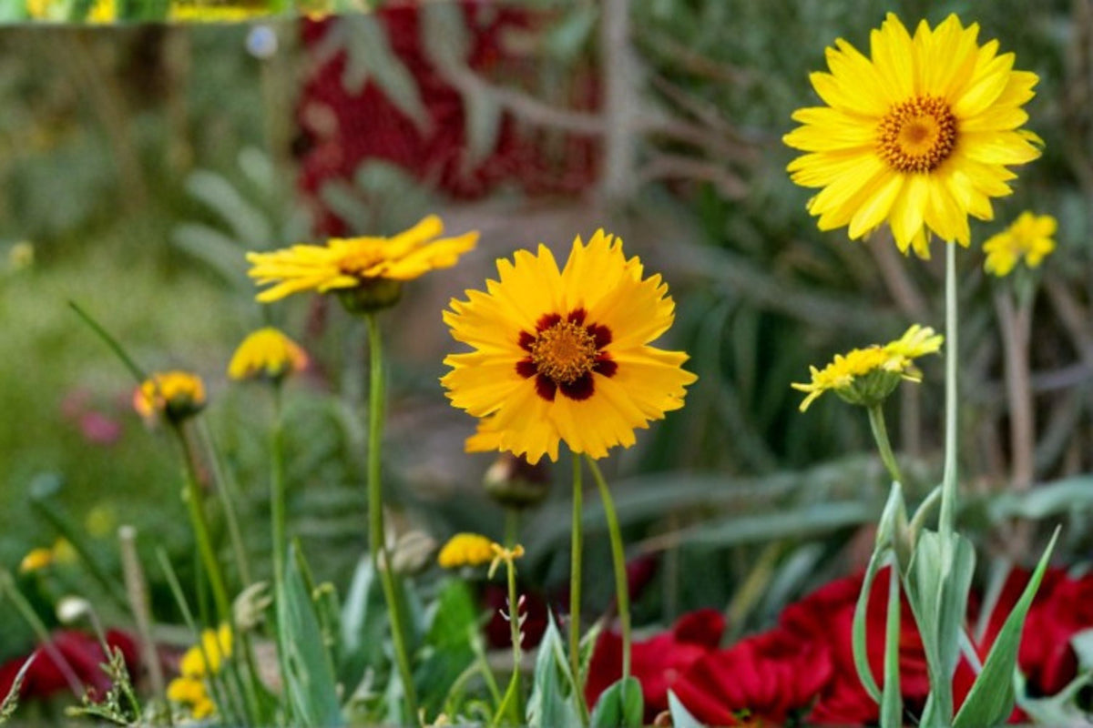 Lance Leaf Coreopsis Seeds - Dwarf Perennial Wildflower, Yellow, Pollinator-Friendly, Coreopsis lanceolata, Sunny Border, 50 Seeds