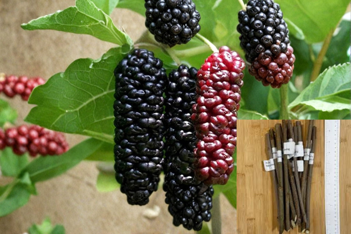 Illinois Everbearing Mulberry Cuttings – Morus alba – Fruit Tree, Berry Tree, Edible Dark Berries, Propagation Plant