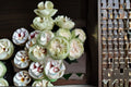 White Kahala Rose Own Root Live Plant – Elegant White Fragrant Cut Rose