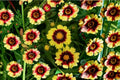 Coreopsis Tickseed 1 Plant – Perennial Wildflower for Full Sun Gardens