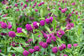 American Beautyberry Live Plant - Callicarpa americana in 3.5 Inch Pot
