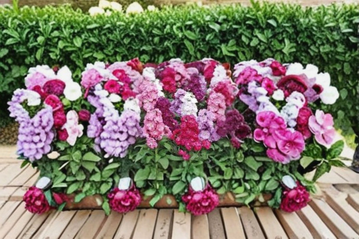 Stock Flower 1 Plant – Matthiola incana | Fragrant Cool-Season Flowering Plant