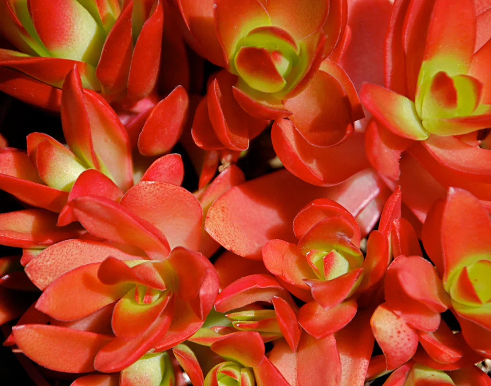 Crassula capitella ‘Campfire’ Succulent Plant 2–3 Inches Live Bare Root Easy Care Red-Green Foliage