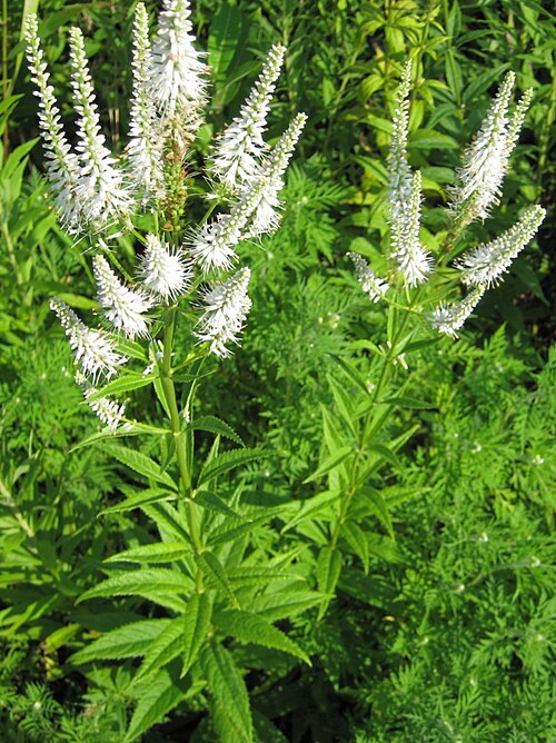 Veronicastrum virginicum Seeds 2500 Wildflower Native Culver’s Root White Spike Pollinator Perennial