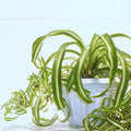 Set of 4 Rooted Curly Spider Plants, Chlorophytum ‘Bonnie’, Indoor Air-Purifying Houseplants, Easy Care, Low Maintenance, Hanging or Desk Plants