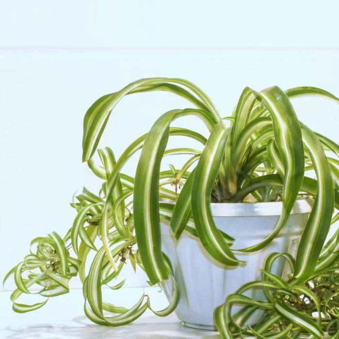 Set of 4 Rooted Curly Spider Plants, Chlorophytum ‘Bonnie’, Indoor Air-Purifying Houseplants, Easy Care, Low Maintenance, Hanging or Desk Plants