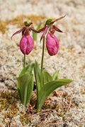 Pink Lady’s Slipper Orchid Bare Root – Native Wildflower, Woodland Perennial, Cypripedium acaule, Pink Blooms