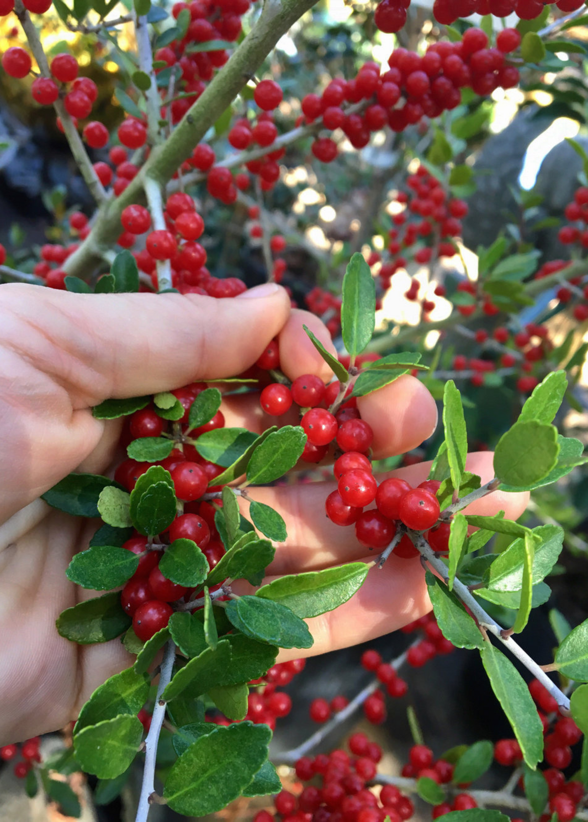Yaupon Holly (Ilex vomitoria)