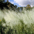 White Cloud Muhly Grass in 6” Pot – Muhlenbergia capillaris with White Plumes, Drought Tolerant Ornamental Grass