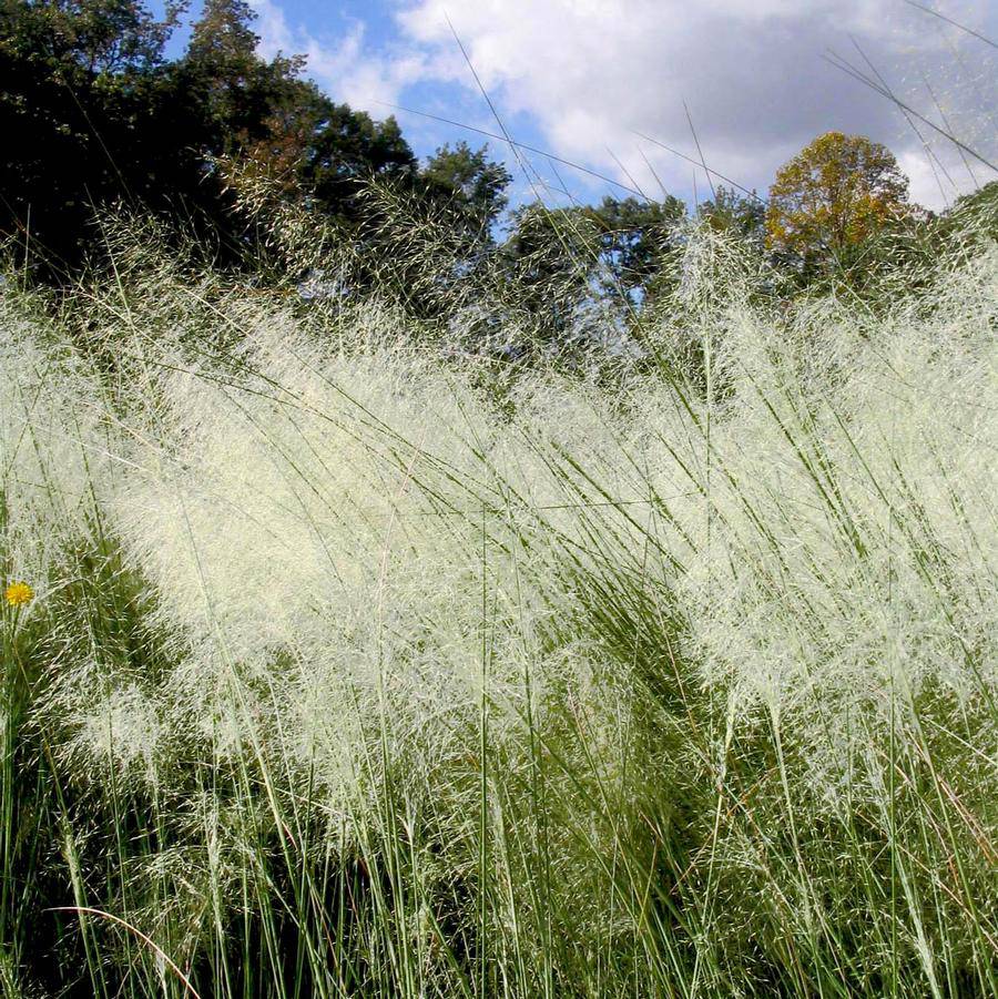 White Cloud Muhly Grass in 6” Pot – Muhlenbergia capillaris with White Plumes, Drought Tolerant Ornamental Grass