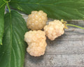 Snowbank White Blackberry Plant | Rubus | Live Bare Root Starter | Rare White Berries for Garden, Patio, or Orchard