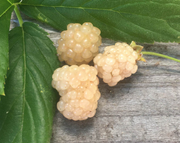 Snowbank White Blackberry Plant | Rubus | Live Bare Root Starter | Rare White Berries for Garden, Patio, or Orchard