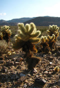Teddy Bear Cholla Cactus Cuttings – 5 Segments Cylindropuntia fulgida Succulent Propagation Desert Garden