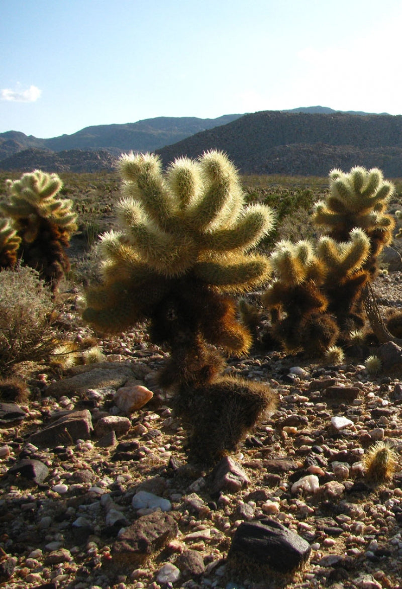 Teddy Bear Cholla Cactus Cuttings – 5 Segments Cylindropuntia fulgida Succulent Propagation Desert Garden
