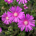6 Unrooted Ice Plant Cuttings | Drought-Tolerant Succulent Stems in Purple & Pink | Ground Cover, Sun-Loving, Delosperma