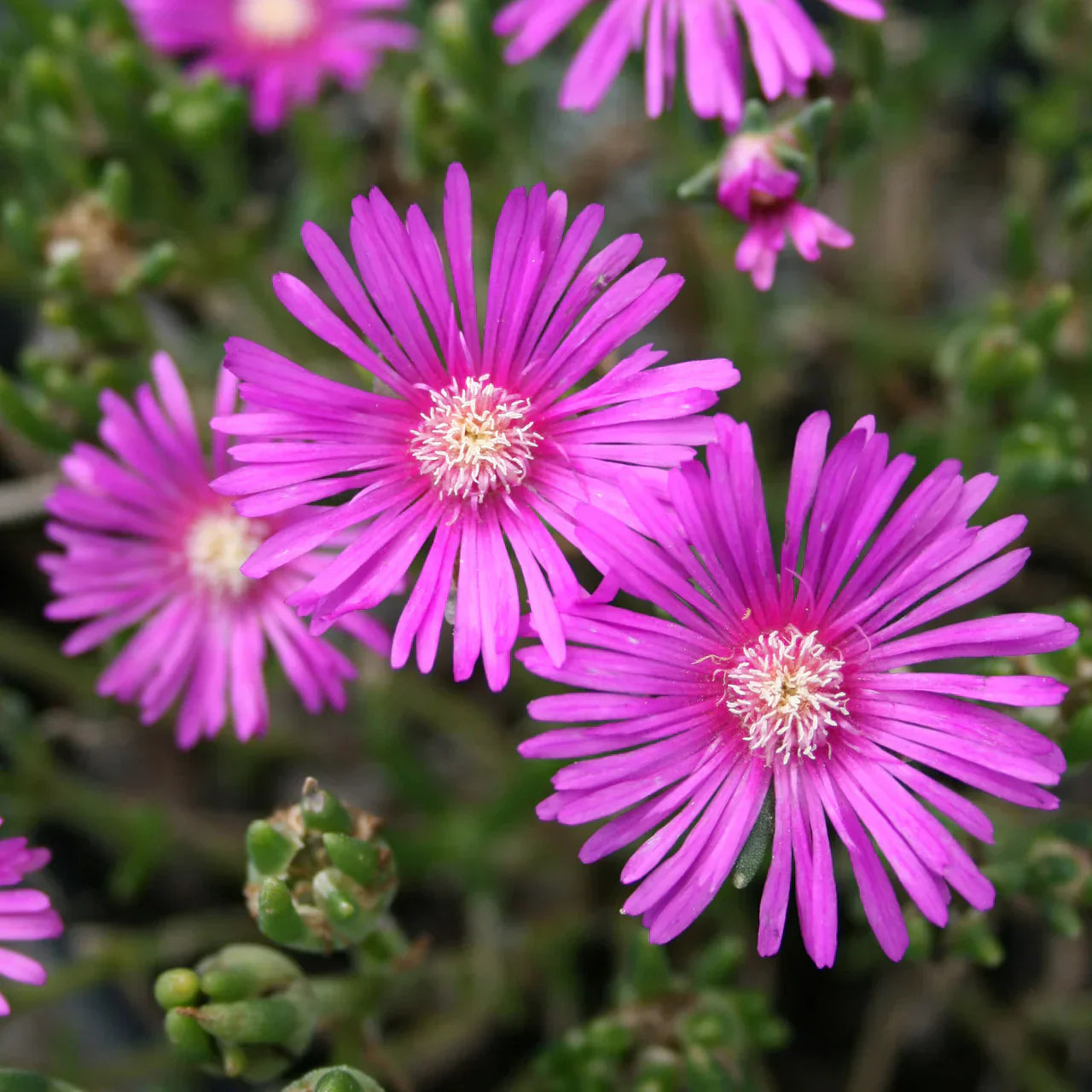 6 Unrooted Ice Plant Cuttings | Drought-Tolerant Succulent Stems in Purple & Pink | Ground Cover, Sun-Loving, Delosperma