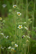 Drymocallis arguta Prairie Cinquefoil Seeds – Native Perennial Wildflower for Pollinator Gardens & Prairie Restoration
