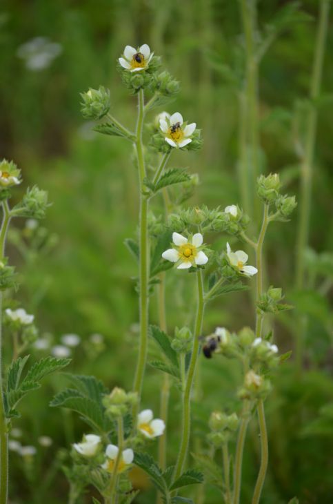 Drymocallis arguta Prairie Cinquefoil Seeds – Native Perennial Wildflower for Pollinator Gardens & Prairie Restoration