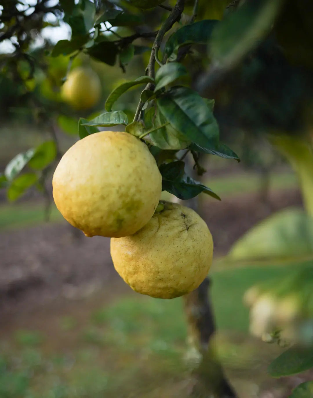 Ponderosa Lemon Cuttings 6-8 Inch Unrooted Citrus × pyriformis for Grafting & Rooting Organic Giant Fruit