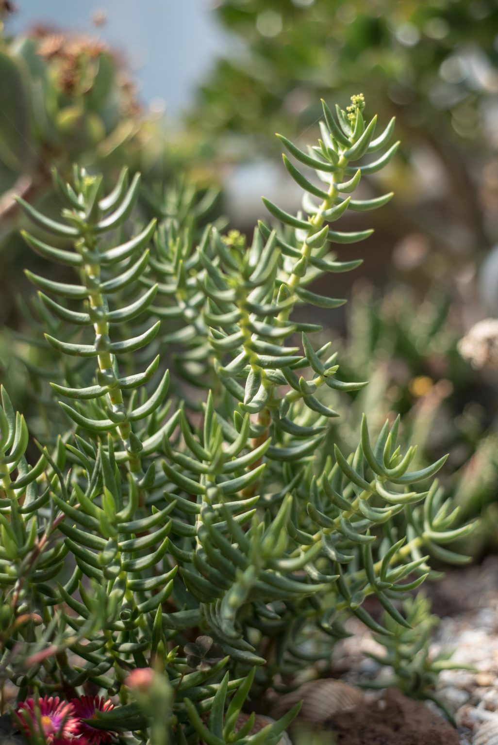 Mini Pine Tree Succulent Cuttings - Crassula Tetragona, 7 Live Unrooted Plants, Drought-Tolerant Bonsai-Like Succulent, Easy to Propagate