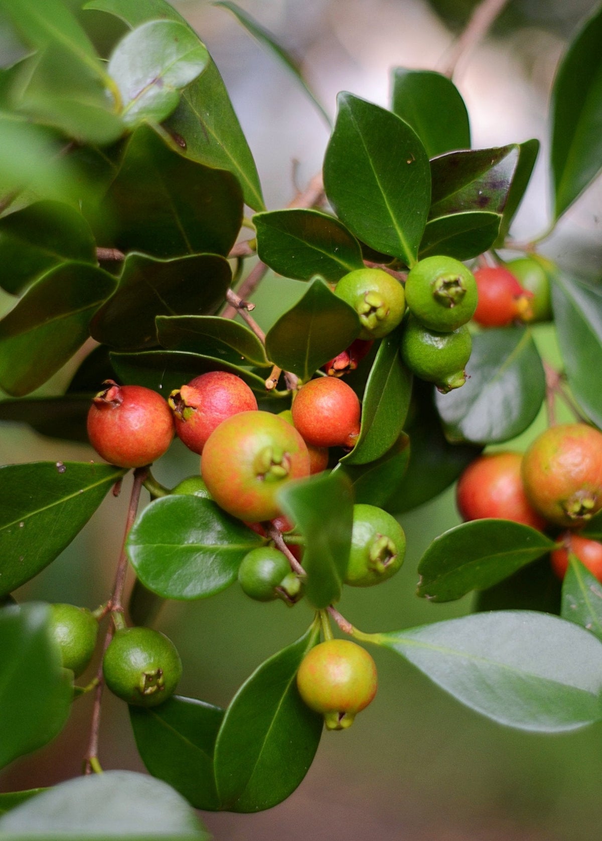 Guava, Strawberry (Psidium cattleianum)