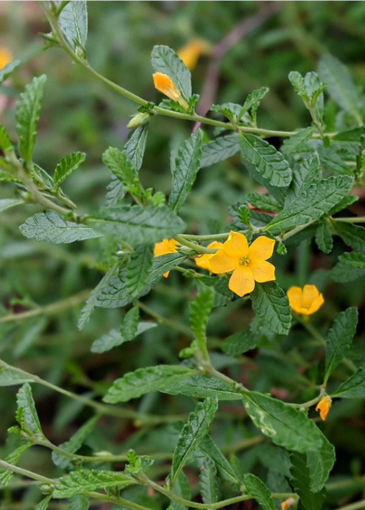 Damiana (Turnera diffusa)