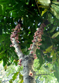 Davidson's Plum (Davidsonia pruriens)