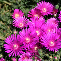 10 Magenta Ice Plant Cuttings | Delosperma cooperi Succulent Ground Cover | Drought Tolerant, Fast Growing, Bright Blooms