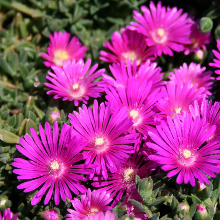 5 Magenta Ice Plant Cuttings – Delosperma Cooperi Unrooted Stems, Hardy Drought-Tolerant Succulent Ground Cover