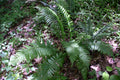 3 Bare Root Glade Fern Plants Athyrium pycnocarpon Tennessee Ostrich Fern Native Shade Perennial Woodland Garden