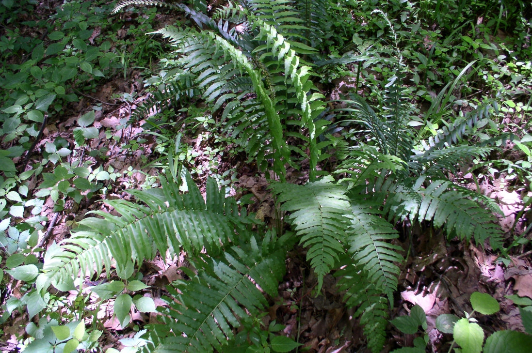3 Bare Root Glade Fern Plants Athyrium pycnocarpon Tennessee Ostrich Fern Native Shade Perennial Woodland Garden