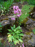 Dodecatheon meadia Seeds – Midland Shooting Star Native Wildflower for Pollinators, Perennial, 100 Seeds